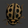 Shiny Spotted Beetle With Black Spots On Yellowish Oval Body And Antennae