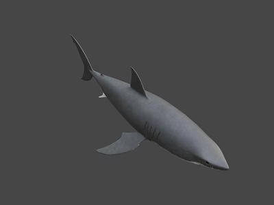 Realistic Gray Shark 3D Model With Detailed Fin And Body Render 3d model