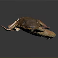 Brown Gecko With Long Body Visible Eyes And Small Limbs On Gray Gradient Background