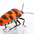 Vibrant Red And Black Spotted Flying Insect With Colorful Exoskeleton And Long Antennae