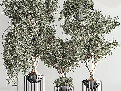 Bonsai Potted Plants with Twisted Trunks Lush Leaves and Black Metal Round Stands 3d model