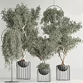 Bonsai Potted Plants with Twisted Trunks Lush Leaves and Black Metal Round Stands