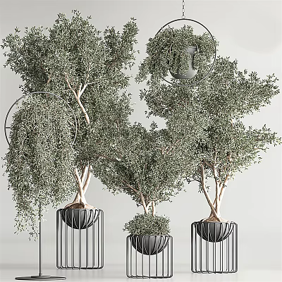 Bonsai Potted Plants with Twisted Trunks Lush Leaves and Black Metal Round Stands 3d model