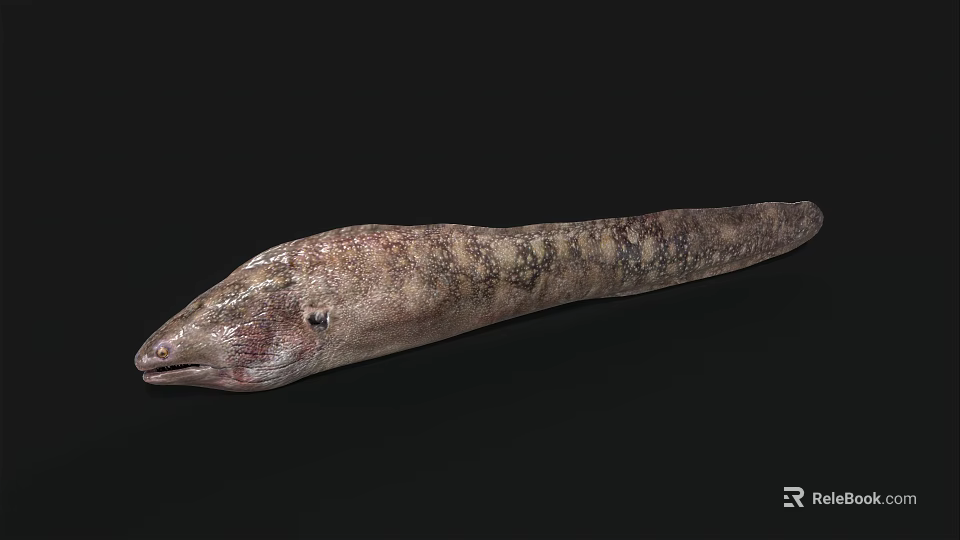 Detailed View Of Aquatic Eel With Long Slender Body And Brown Spotted Skin 3d model 