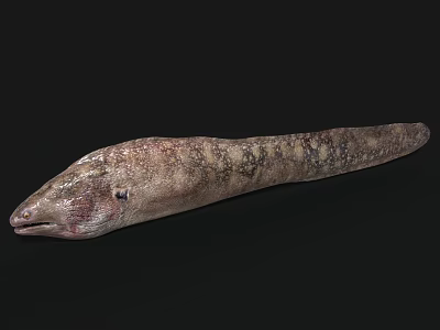 Detailed View Of Aquatic Eel With Long Slender Body And Brown Spotted Skin 3d model