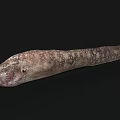 Detailed View Of Aquatic Eel With Long Slender Body And Brown Spotted Skin