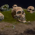 Medical Anatomical Skull Specimens Lying On Grassy Ground With Stones