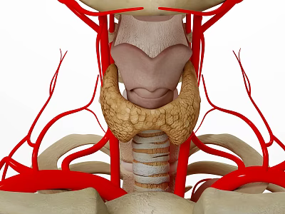Human Organ System Anatomy Showing Thyroid Gland Cervical Vertebrae And Blood Vessels 3d model