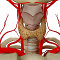 Human Organ System Anatomy Showing Thyroid Gland Cervical Vertebrae And Blood Vessels
