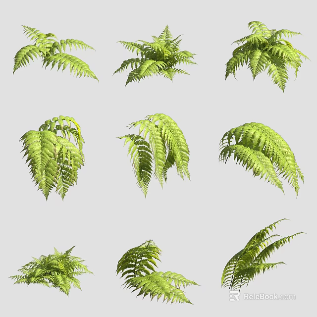 Green Fern Leaves In Various Natural Poses On Gray Background For Decoration 3d model 