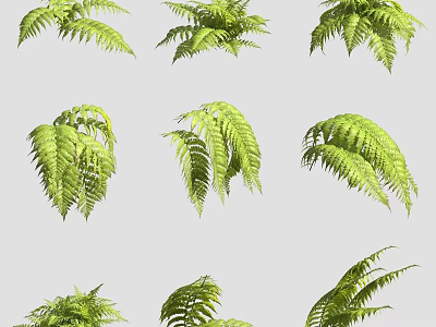 Green Fern Leaves In Various Natural Poses On Gray Background For Decoration 3d model
