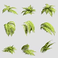 Green Fern Leaves In Various Natural Poses On Gray Background For Decoration