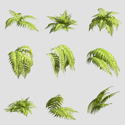 Venus fern flowers and plants 3d model Venus fern flowers and plants 3d model