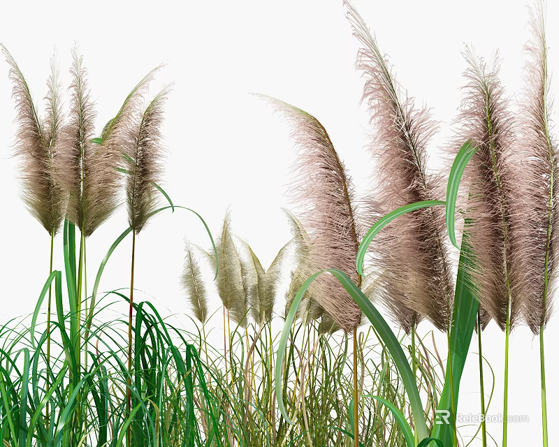 Tall Pampas Grass With Feathery Plumes And Green Leaves In Natural Garden 3d model 