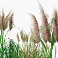 Tall Pampas Grass With Feathery Plumes And Green Leaves In Natural Garden