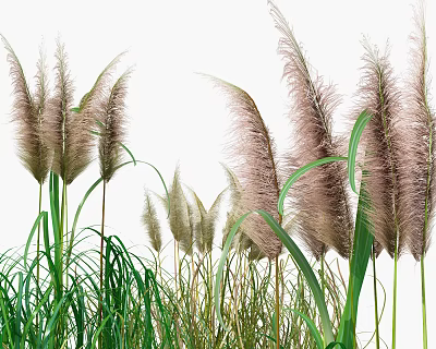 Tall Pampas Grass With Feathery Plumes And Green Leaves In Natural Garden 3d model