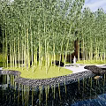 Japanese Style Courtyard Garden With Bamboo Grove Stone Path And Trimmed Hedges