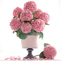 Pink Hydrangea Flowers in White Striped Vase with Dark Base Green Leaves and Fallen Bloom