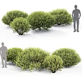 Lush Green Shrubs With Various Sizes Foliage Details And Human Scale