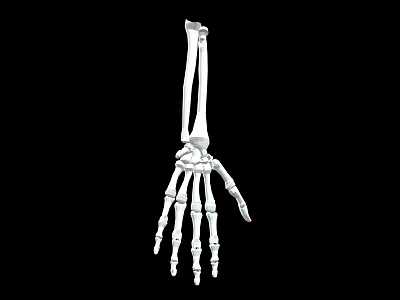 Detailed Human Hand Skeleton Organ Anatomy Structure Visualization on Black Background 3d model
