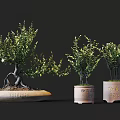 Bonsai Plants With Exposed Roots In Oval Stone Pot And Pink Cylindrical Pots With Inscriptions