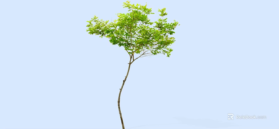 Arbor with Slender Trunk and Green Leaves Against Light Blue Sky 3d model 