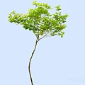 Arbor with Slender Trunk and Green Leaves Against Light Blue Sky