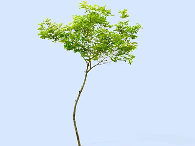 Arbor with Slender Trunk and Green Leaves Against Light Blue Sky 3d model