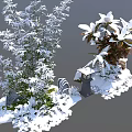 Snow Covered Arbor Trees With Stones And Snowy Ground