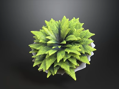 Vibrant Green Fern Plant in White Ceramic Pot Against Dark Background 3d model