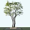 Tall Leafy Arbor With Green Foliage And Multiple Trunks Against Blue Sky