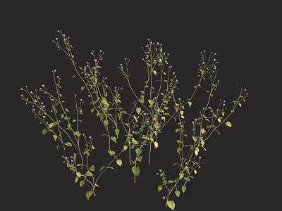 Green Plants with Slender Stems Green Leaves and Purple Flowers on Black Background 3d model