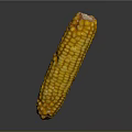 Fresh Yellow Corn Cob With Plump Juicy Kernels On Gray Background