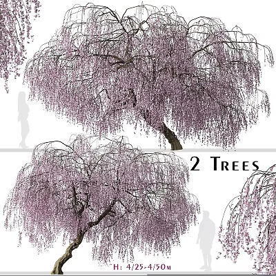 Weeping Wisteria Tree Decorative Ornament Set with Purple Flowers for Home Decor 3d model