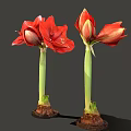Vibrant Red Amaryllis Flowers With Blooming And Bud Stems On Gray Background