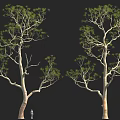 Tall Trees with Green Leaves and Branches Against Black Background