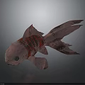 Red Metallic Goldfish With Large Tail Red Stripes On Dark Background