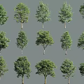 Collection of Diverse Tree Species with Lush Green Leaves and Unique Shapes