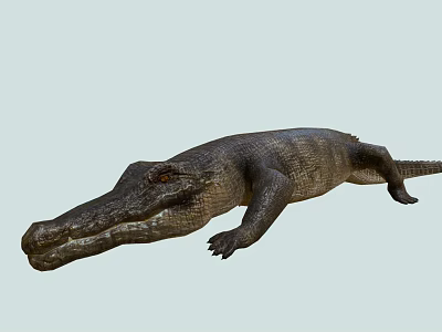 Realistic Crocodile 3D Model With Detailed Skin Texture And Natural Posture 3d model