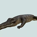 Realistic Crocodile 3D Model With Detailed Skin Texture And Natural Posture