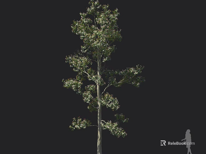 Tall Tree with Green Foliage against Black Background and Human Silhouette for Height Comparison 3d model 