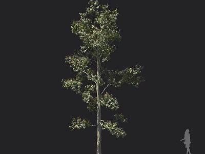 Tall Tree with Green Foliage against Black Background and Human Silhouette for Height Comparison 3d model
