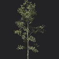 Tall Tree with Green Foliage against Black Background and Human Silhouette for Height Comparison