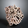 Detailed Natural Porous Structure With Intricate Holes And Brown Textured Surface