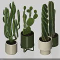 Various Types Of Cactus Potted Plants In Decorative Green And White Pots