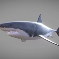 Realistic 3D Shark Model With Detailed Fin Sharp Teeth And Lifelike Features 3d model