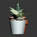 Succulent Plants In Red Brown And White Pots Arranged On Dark Surface With Green Leaves