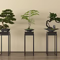 Three Different Bonsai Plants On Black Stands Against Light Colored Wall And Wooden Floor