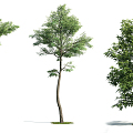 The Modern Tree 3d model