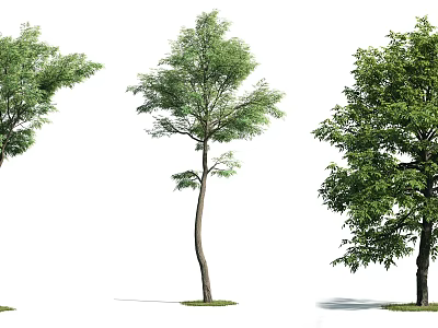 Three Different Green Leafy Trees With Slender Trunks And Lush Canopies 3d model